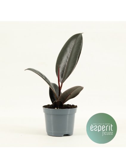 Ficus elastica Abidjan V15cm