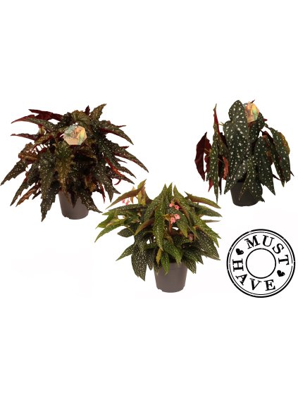 Begonia maculata mix V35cm