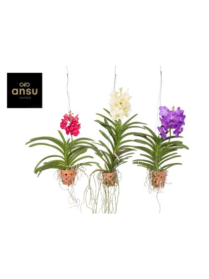 Vanda Terracotta mix V50cm