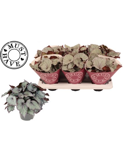 Begonia Hawaiian Silver V25cm