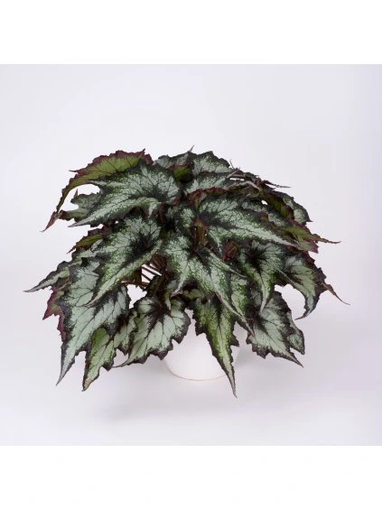 Begonia Green Valley V25cm