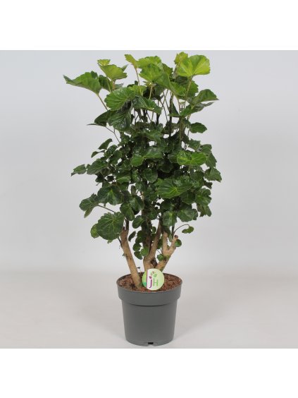 Polyscias fruticosa Lemon V65cm