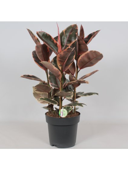 Ficus elastica 'Belize' V100cm