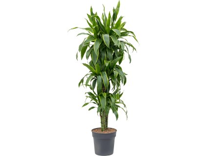Dracaena fragrans 'Arturo' V150cm