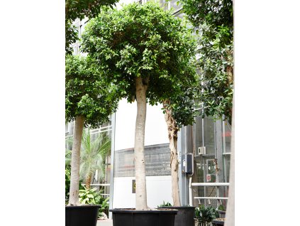 Ficus microcarpa 'Nitida' (400-450) V450cm