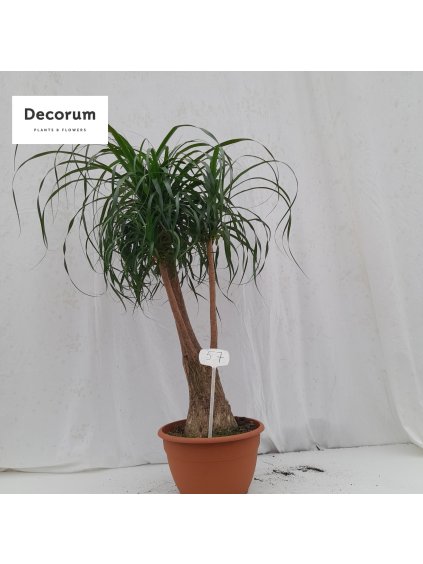 Beaucarnea V140cm