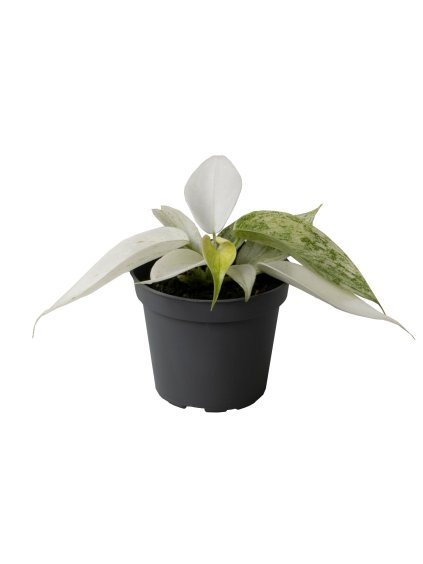 Philodendron 'Florida Ghost' V10cm