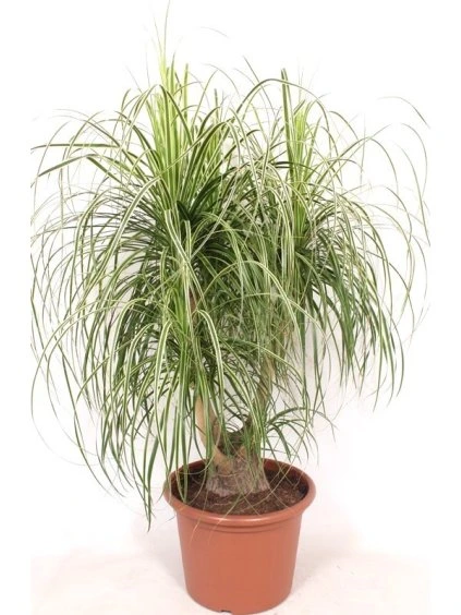 Beaucarnea recurvata Variagata V140cm