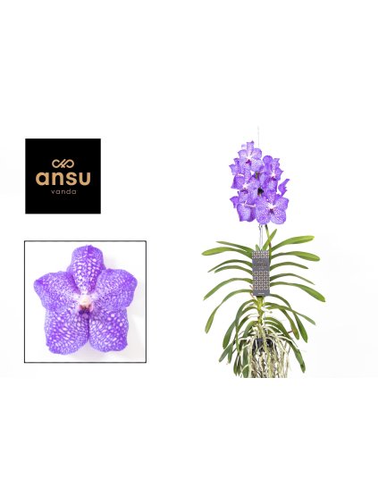 Vanda Light Blue V75cm