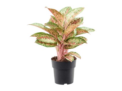 Aglaonema 'Painted Celebration' V50cm