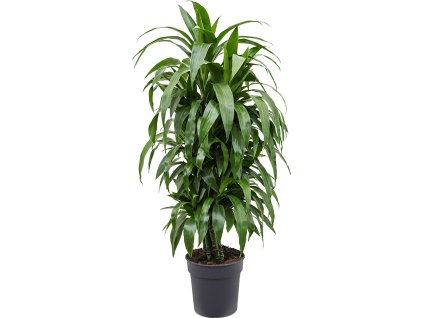 Dracaena fragrans 'Janet Craig' V110cm