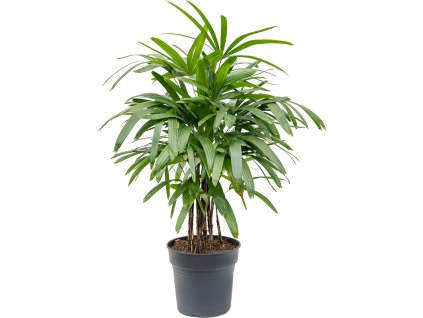 Rhapis excelsa V110cm