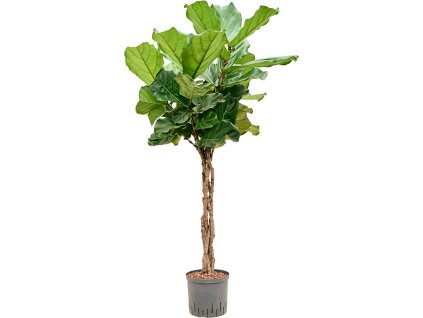 Ficus lyrata V135cm