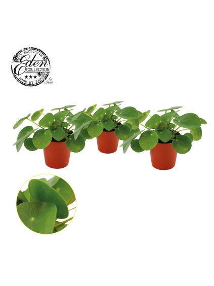 Pilea peperomioides V10cm