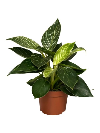 Philodendron 'Birkin' V35cm