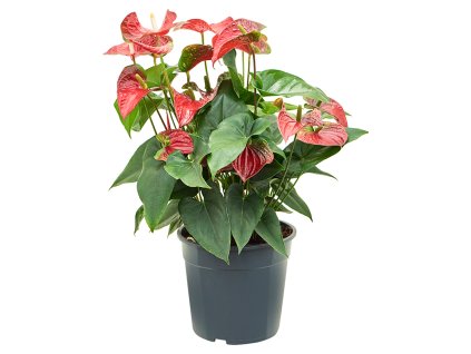 Anthurium andraeanum 'Sierra' V70cm