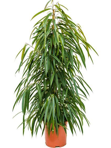 Ficus binnendijkii 'Alii' R27cm V150cm