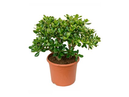 Crassula ovata 'Sunset' V50cm