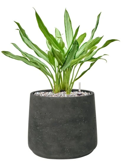 Aglaonema 'White Lance' in Rough R23cm V43cm