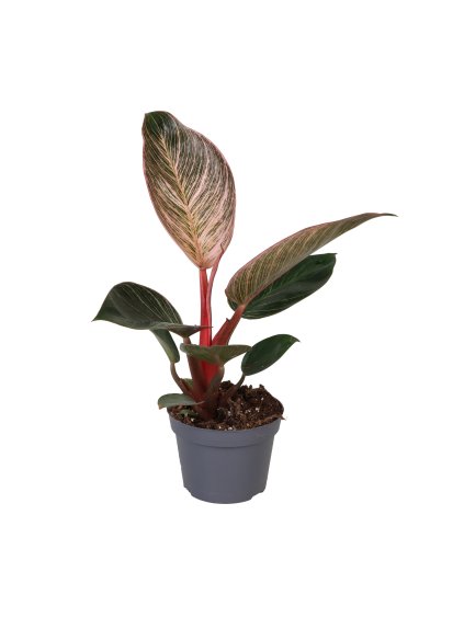 Philodendron Pink Bikini V20cm