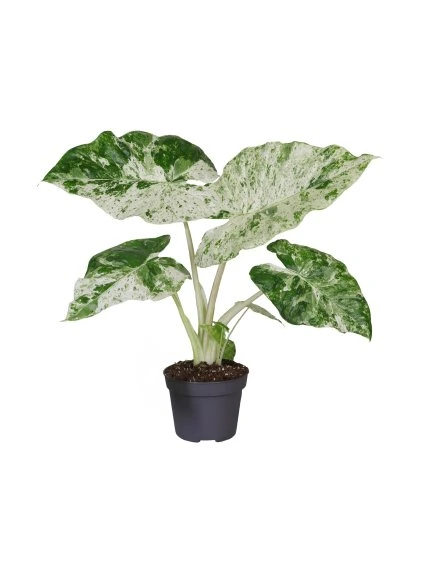 Alocasia macrorrhizos Camouflage V35cm