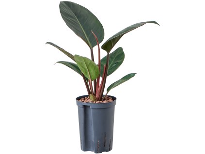 Philodendron 'Red beauty' V50cm