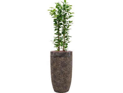 Ficus microcarpa 'Moclame' in Baq Luxe Lite Universe Layer R22cm V152cm