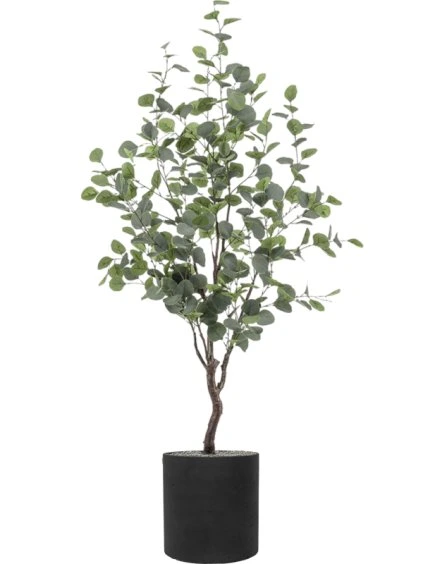 Eucalypthus in Rough R30cm V149cm