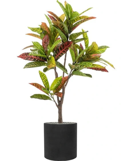 Croton in Rough R30cm V124cm