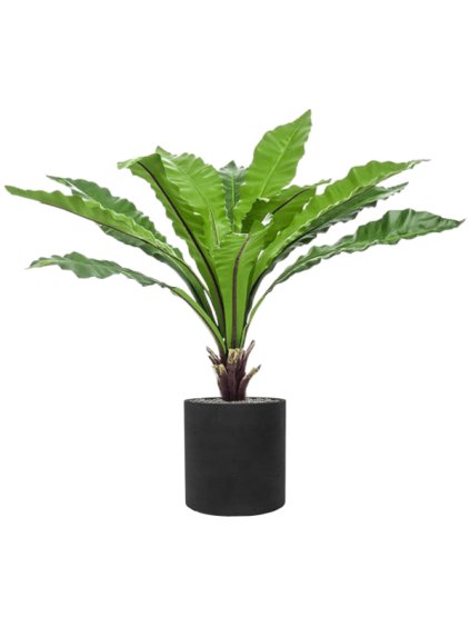 Fern Asplenium in Rough R30cm V103cm
