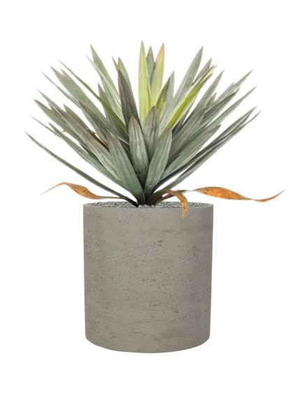 Yucca in Rough R40cm V82cm