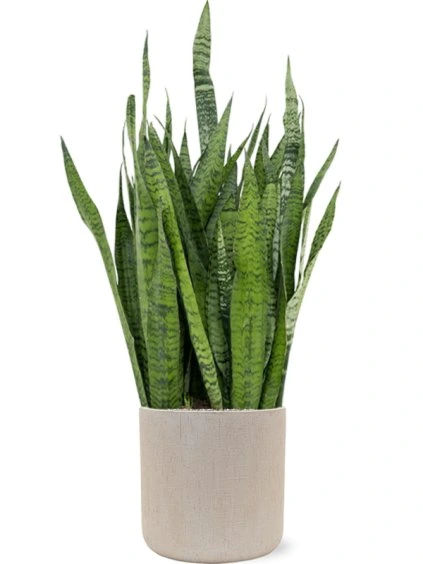 Sansevieria zeylanica in Baq Raindrop R42cm V143cm