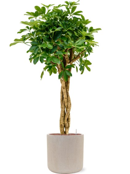 Schefflera arboricola 'Compacta' in Baq Raindrop R42cm V174cm