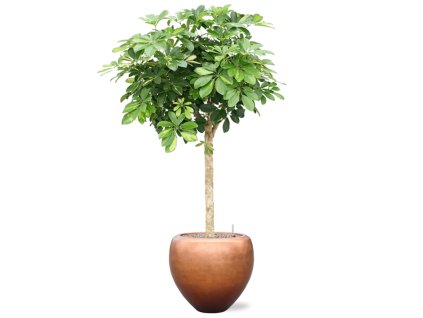 Schefflera arb. 'Gold Capella' in Baq Metallic Silver leaf R30cm V172cm