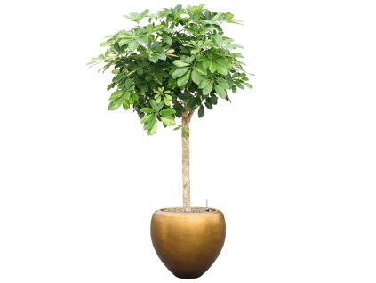 Schefflera arb. 'Gold Capella' in Baq Metallic Silver leaf R30cm V172cm