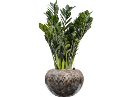 Zamioculcas zamiifolia 'Super Nova' in Baq Luxe Lite Comet R17cm V69cm