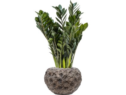 Zamioculcas zamiifolia 'Super Nova' in Baq Luxe Lite Moon R17cm V69cm