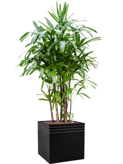 Rhapis excelsa in Baq Line-Up V178cm