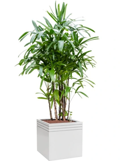 Rhapis excelsa in Baq Line-Up V177cm