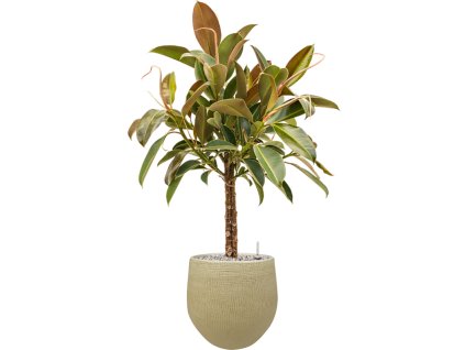 Ficus elastica 'Melany' in Ryan R26cm V93cm