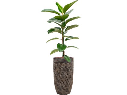 Ficus elastica 'Robusta' in Baq Luxe Lite Universe Layer R18cm V171cm