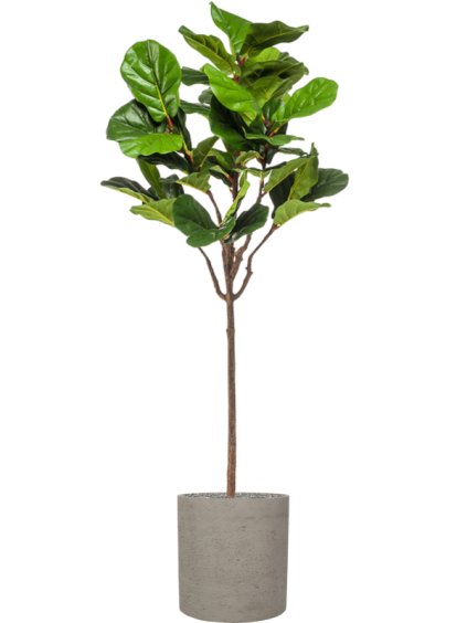 Ficus lyrata in Rough R40cm V194cm
