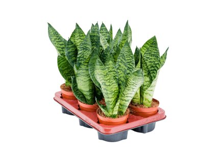 Sansevieria zeylanica 'Compacta' 6/tray V35cm