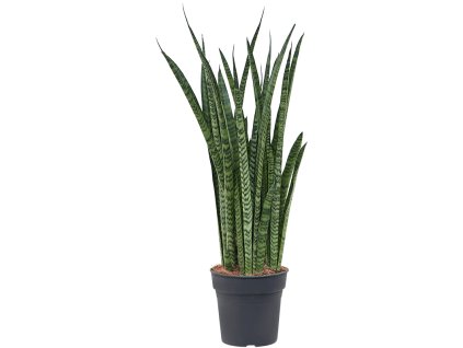Sansevieria zeylanica 'Narrow' V65cm