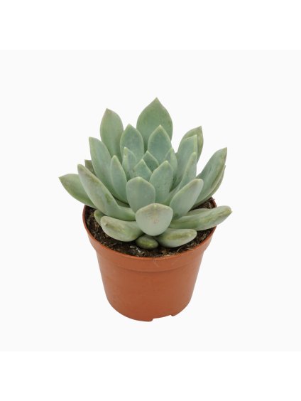 Pachyphytum 'Corvus' V12cm