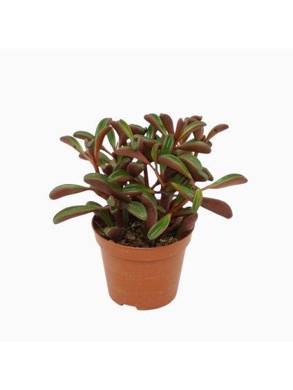 Peperomia graveolens V15cm