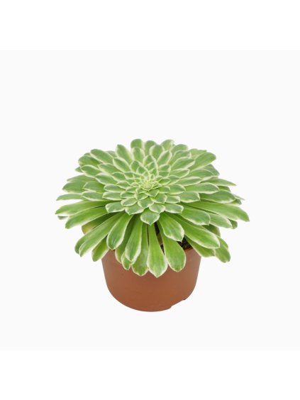 Aeonium tabaluformis `Variegata` V16cm