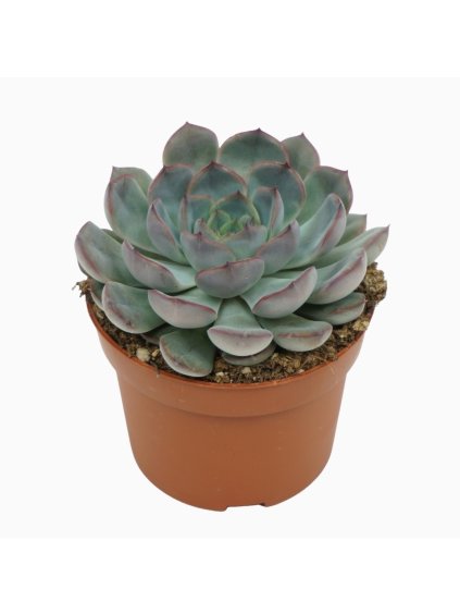 Echeveria 'Hercules' V14cm