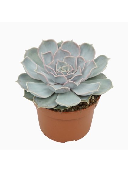 Echeveria lila china V14cm