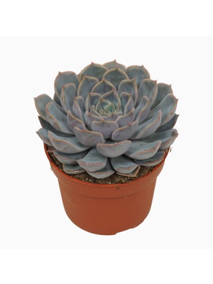 Echeveria 'Orion' V14cm